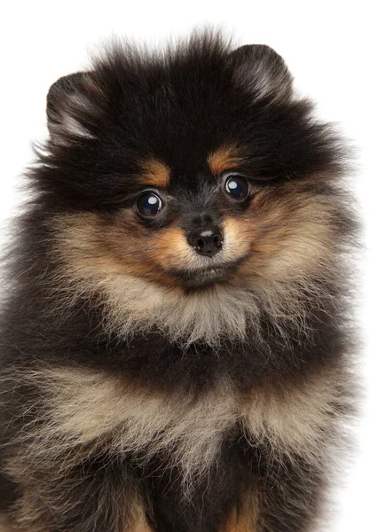 Primer Plano Del Pequeño Cachorro Pomeranian Spitz Sobre Fondo Blanco — Foto de Stock