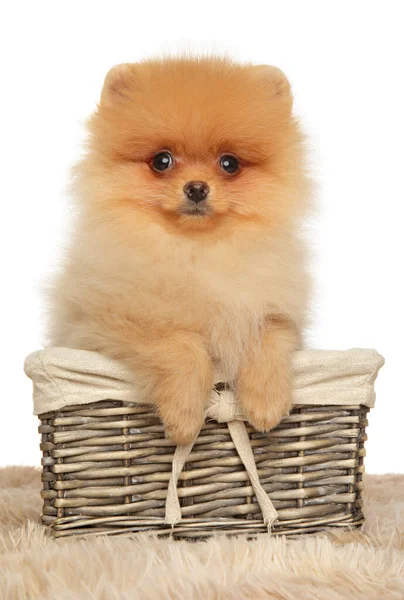 Pomeranian Spitz Filhote Cachorro Cesta Vime Fundo Branco — Fotografia de Stock