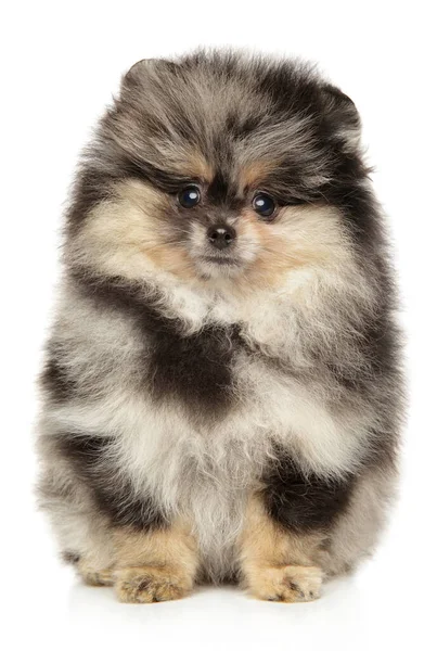 Pomeranian Puppy Van Marmeren Kleur Een Witte Achtergrond — Stockfoto
