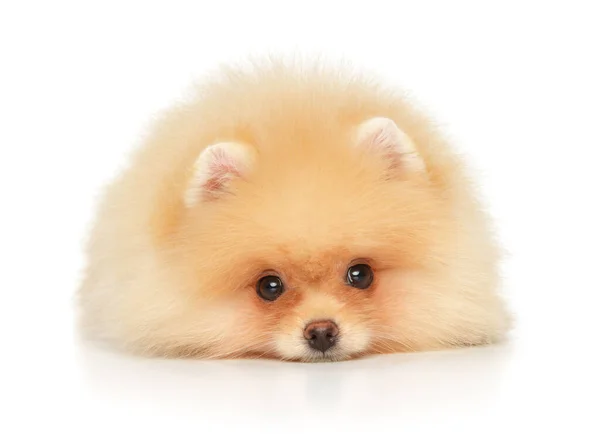 Malý Pomeranian Štěně Leží Bílém Pozadí Pohled Zepředu — Stock fotografie