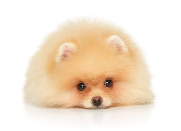 Pequeño Cachorro Pomerania Encuentra Sobre Fondo Blanco Vista Frontal —  Fotos de Stock