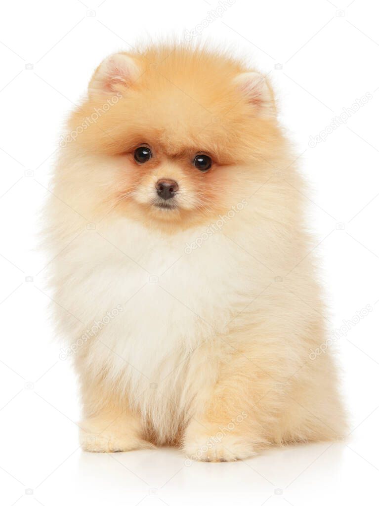 Pomeranian puppy sitting on a white background. Baby animal theme