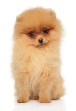 Beyaz arka planda küçük Pomeranya köpeği