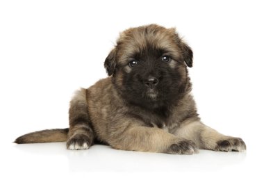 Kafkas çoban köpeği beyaz bir arka planda yatıyor.