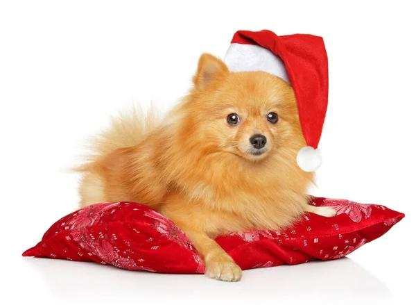 Tedesco Spitz Cane Santa Cappello Trova Sul Cuscino Rosso — Foto Stock