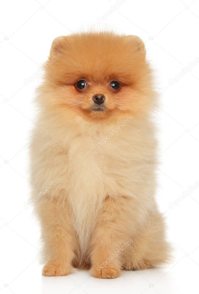 Close-up of a Pomeranian puppy on a white background