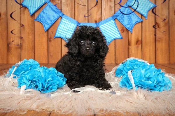 Brinquedo Preto Cachorro Poodle Sentado Tapete Macio Fundo Madeira — Fotografia de Stock