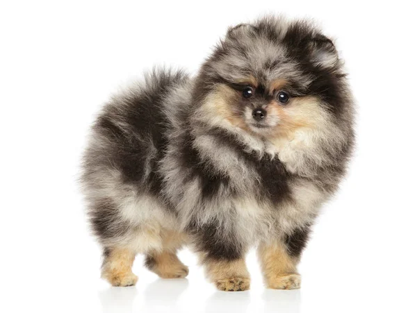 Pomerania Cachorro Color Mármol Pie Sobre Fondo Blanco Tema Bebé — Foto de Stock