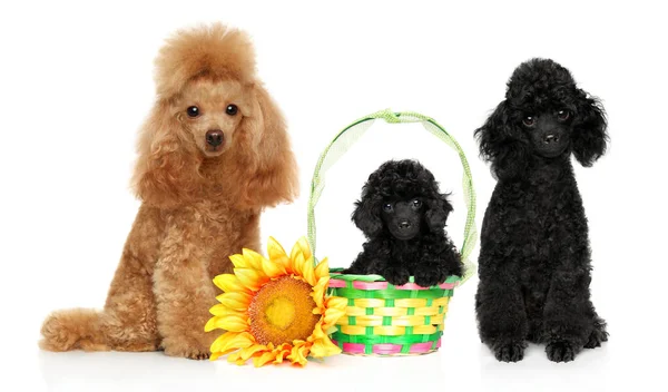 玩具狮子狗 两只成年狗和一只小狗 在一个柳条篮里 一只向日葵花 — 图库照片