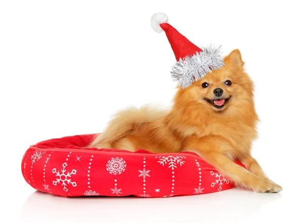 Alemão Pomeranian Spitz Chapéu Vermelho Santa Encontra Tapete Vermelho — Fotografia de Stock