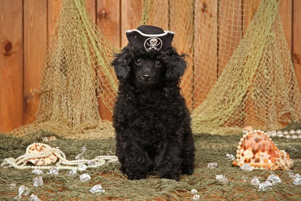 黒のおもちゃのプードルの子犬は 海賊の帽子をかぶって 漁網の背景に座っています — ストック写真
