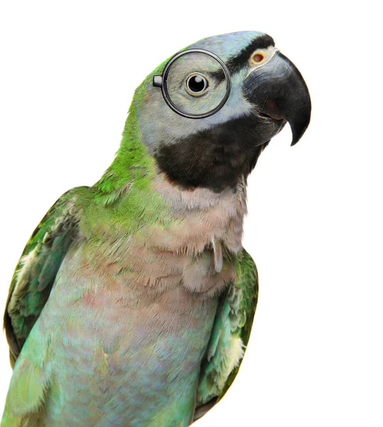 Заинтересованный Зеленый Амазонский Попугай Изолированные Белом Фоне — стоковое фото
