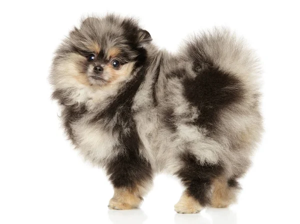 Pomerania Cachorro Color Mármol Pie Sobre Fondo Blanco — Foto de Stock