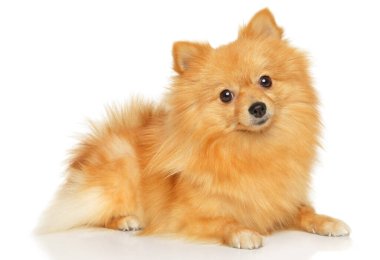 Tatlı Alman Spitz köpeği beyaz arka planda uzanmış kameraya bakıyor.