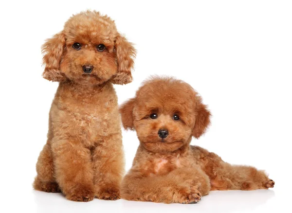 Nano Rosso Cucciolo Barboncino Giocattolo Sfondo Bianco — Foto Stock