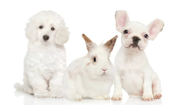 Groep Huisdieren Zittend Witte Achtergrond Honden Konijnen — Stockfoto