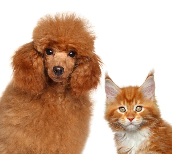 Maine Coon Gato Juguete Caniche Juntos Aislado Sobre Fondo Blanco — Foto de Stock