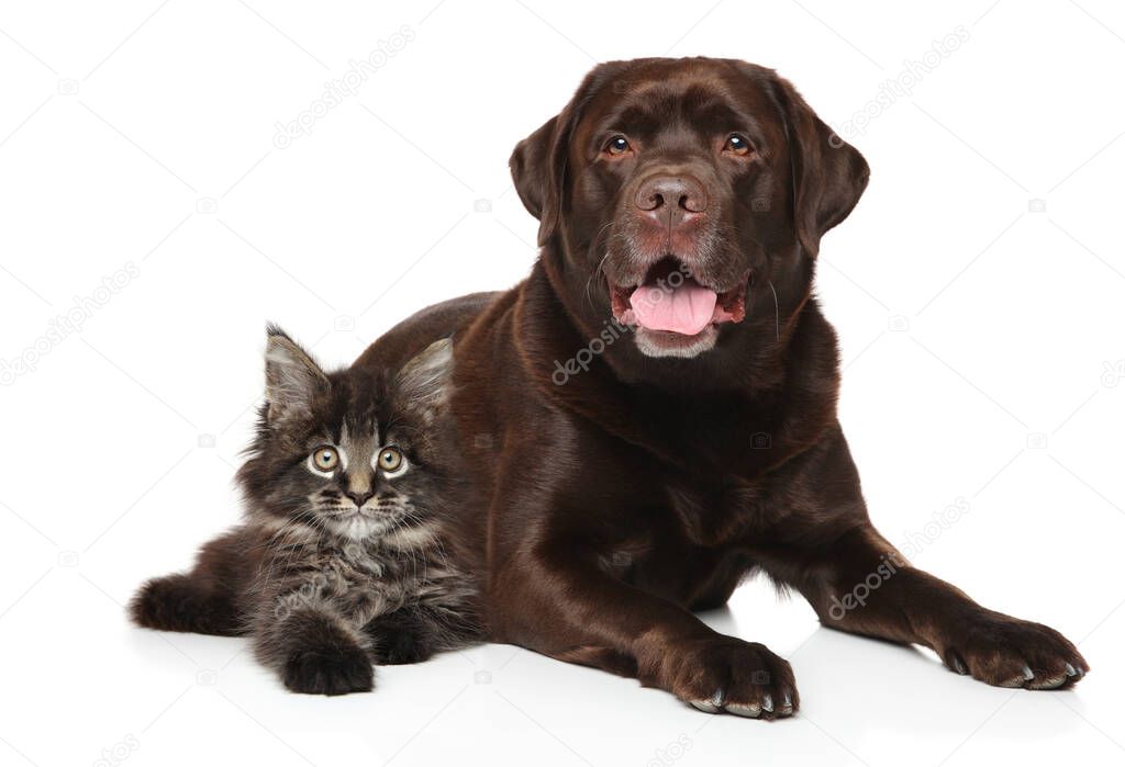 Gato y perro juntos sobre fondo blanco. Cachorro Labrador color