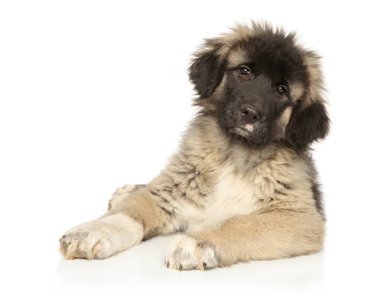 Beyaz arka planda genç bir Kafkas çoban köpeğinin portresi