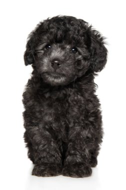 Gri kaniş köpek yavrusu beyaz arka planda oturan kameraya bakıyor.