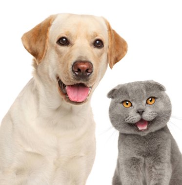 Beyaz bir arka planda izole edilmiş mutlu bir kedi ve köpeğin portresi.