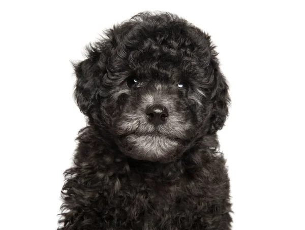 Poodle Cachorro Mirando Cámara Sobre Fondo Blanco —  Fotos de Stock