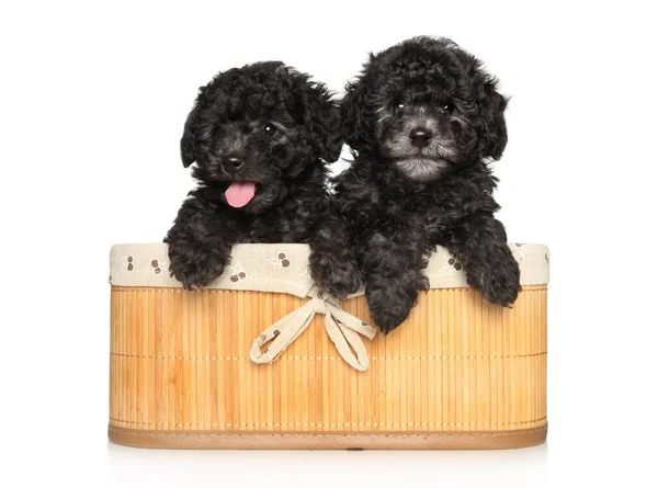 Grijze Poedel Puppies Een Mandje Een Witte Achtergrond — Stockfoto