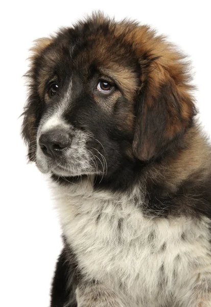 Portrait Jeune Chien Berger Caucasien Sur Fond Blanc — Photo