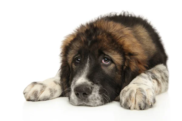 Ein Junger Kaukasischer Schäferhund Liegt Auf Weißem Hintergrund — Stockfoto