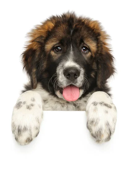 Caucasian Shepherd Puppy White Banner — Stock Photo, Image