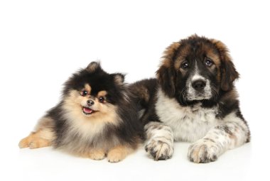 Büyük ve küçük köpek cinsi. Pomeranian Spitz ve Orta Asya çoban köpeği beyaz arka planda dinleniyor