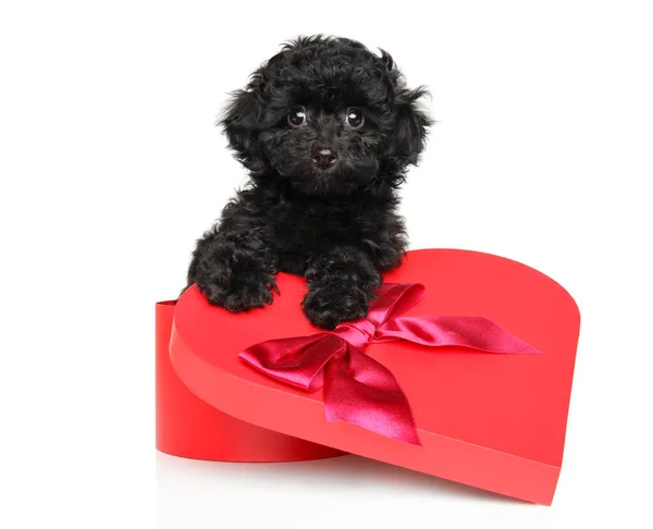 Black Poodle Heart Shaped Box Sits White Background — Stock Fotó