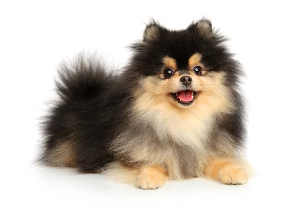 Gelukkige Pommerse Puppy Portret Een Witte Achtergrond — Stockfoto