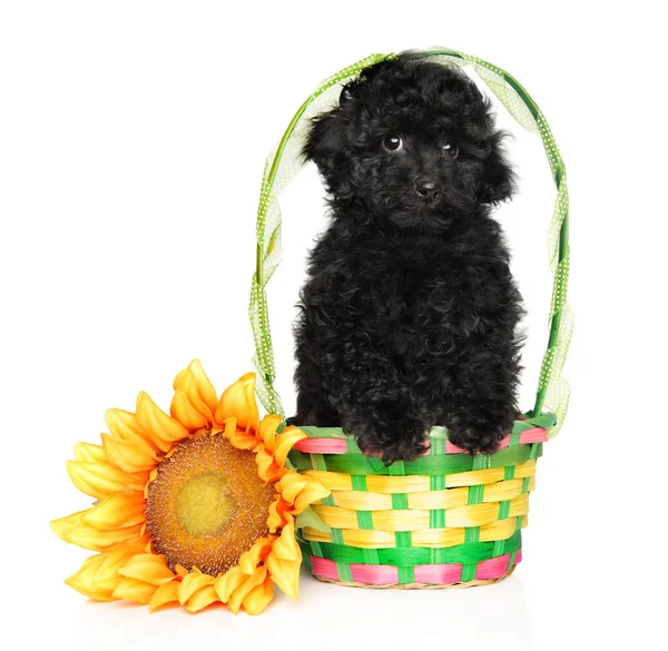 Zwarte Poedel Puppy Een Mand Met Een Zonnebloem Een Witte — Stockfoto