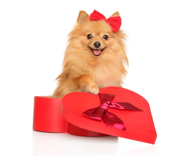 Kırmızı Kurdeleli Mutlu Köpek Kalp Şeklinde Bir Hediye Kutusunda Oturur — Stok fotoğraf
