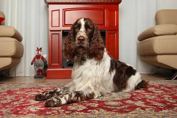 Springer Spaniel Leży Dywanie Obok Kominka — Zdjęcie stockowe