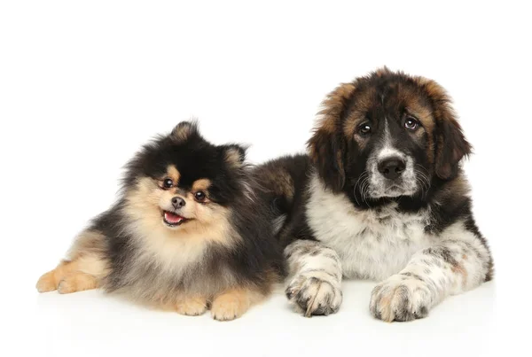 Grande Pequena Raça Cães Pomeranian Spitz Central Asian Shepherd Cão — Fotografia de Stock