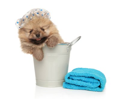 Pomeranya Spitz köpek yavrusu banyo prosedürleri üzerinde. Yavru hayvan teması