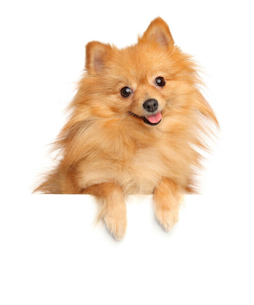 Happy Pomeranian Spitz above banner, isolated on white background