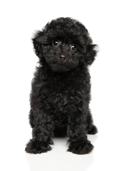 Toy Poodle Κουτάβι Κάθεται Λευκό Φόντο — Φωτογραφία Αρχείου