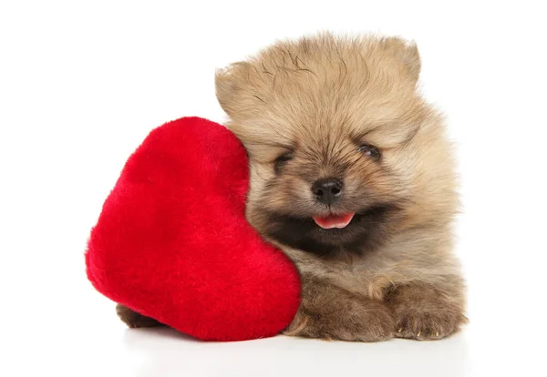 Happy Pomeranian Štěně Leží Červeným Srdcem Hračka Bílém Pozadí — Stock fotografie