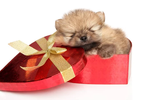 Pomeranian Puppy Sleeps Sweetly Heart Shaped Box White Background — Stock Photo, Image