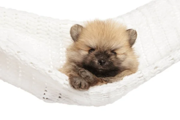 Pomeranian Spitz Puppy Lies Hammock White Background — Stock Photo, Image