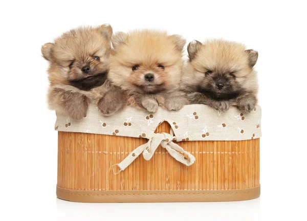 Tres Cachorros Pomeranianos Canasta Sobre Fondo Blanco —  Fotos de Stock