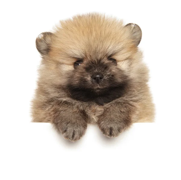 Pomeranian Spitz Štěně Nad Praporem Izolované Bílém Pozadí — Stock fotografie