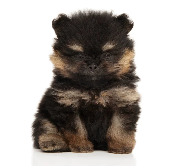 Pomeranian Spitz Puppy Witte Achtergrond Thema Voor Baby — Stockfoto