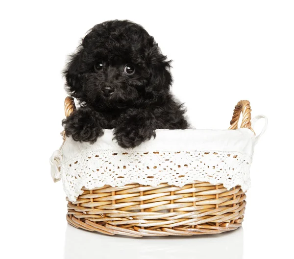 Cachorrinho Poodle Cesta Vime Fundo Branco — Fotografia de Stock