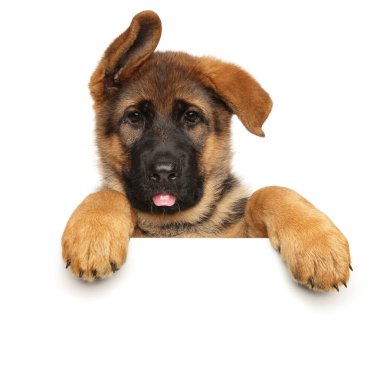 Beyaz bir bayrak üzerinde komik bir Alman çoban köpeği.