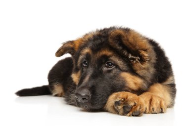 Çoban köpeği beyaz arka planda yatar ve sahibini bekler. Yavru hayvan teması