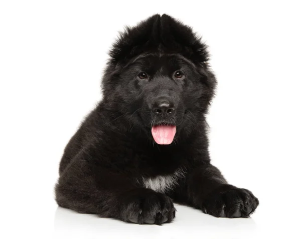 Black German Shepherd Puppy Lie White Background — Stock Photo, Image